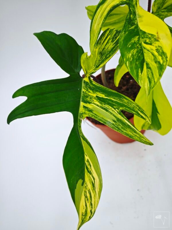 Philodendron Florida Beauty Variegata 11 - Imagen 7
