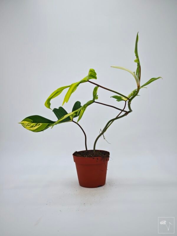 Philodendron Florida Beauty Variegata 11 - Imagen 8