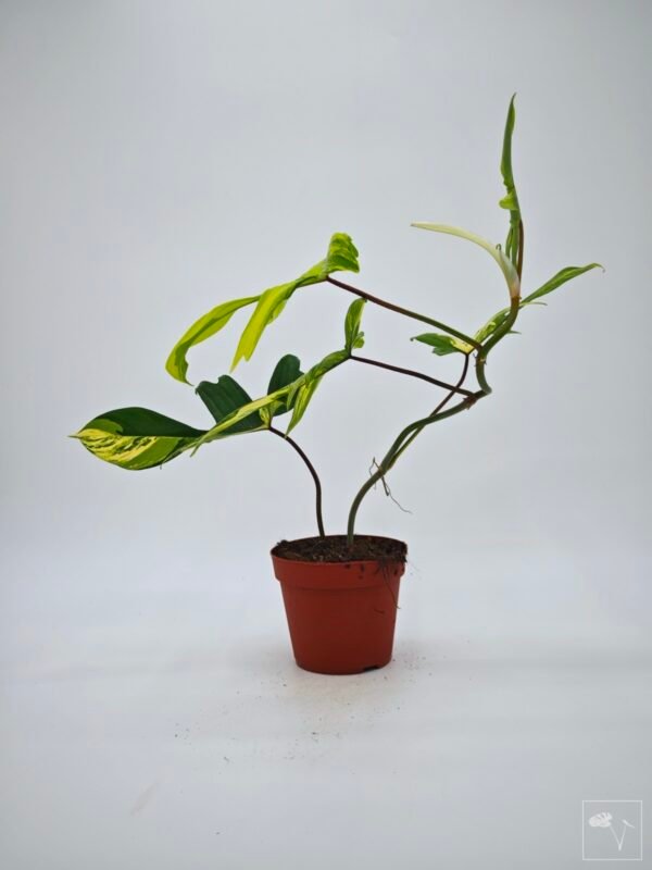 Philodendron Florida Beauty Variegata 11 - Imagen 9