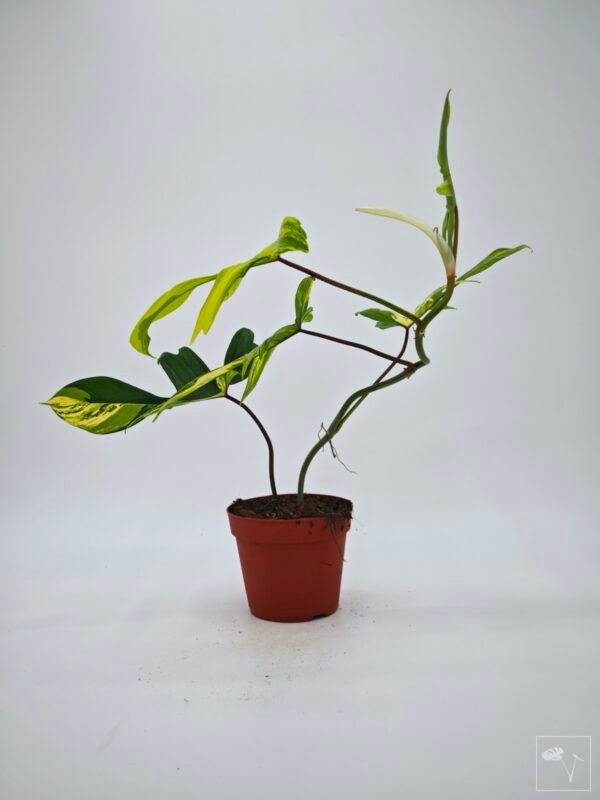 Philodendron Florida Beauty Variegata 11 - Imagen 10