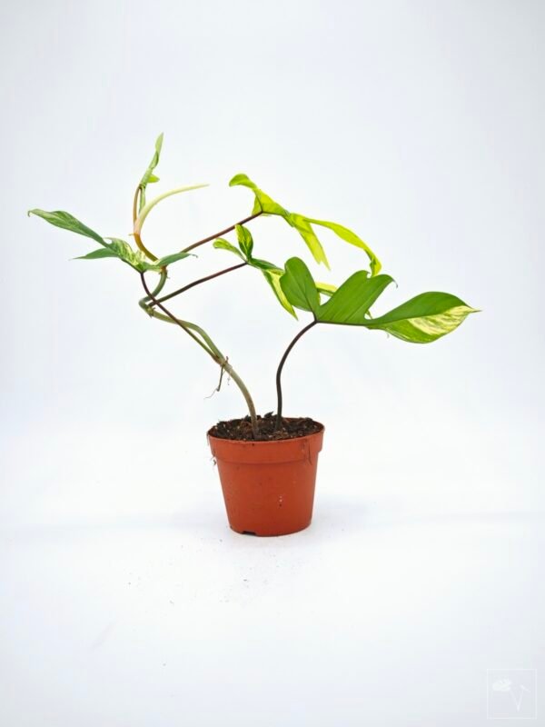 Philodendron Florida Beauty Variegata 11 - Imagen 11