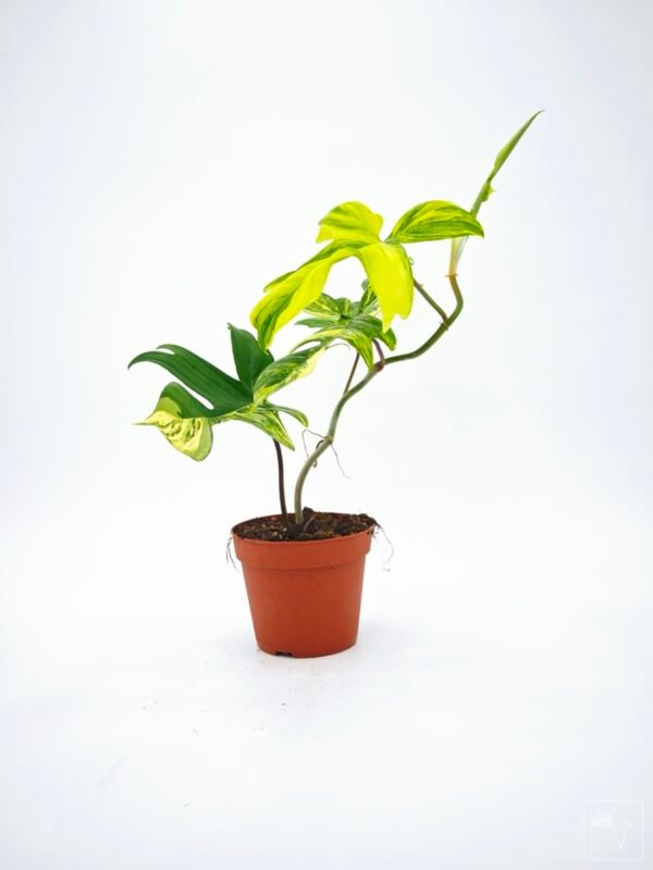 Philodendron Florida Beauty Variegata 11 - Imagen 12