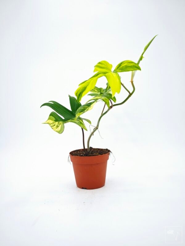 Philodendron Florida Beauty Variegata 11 - Imagen 13