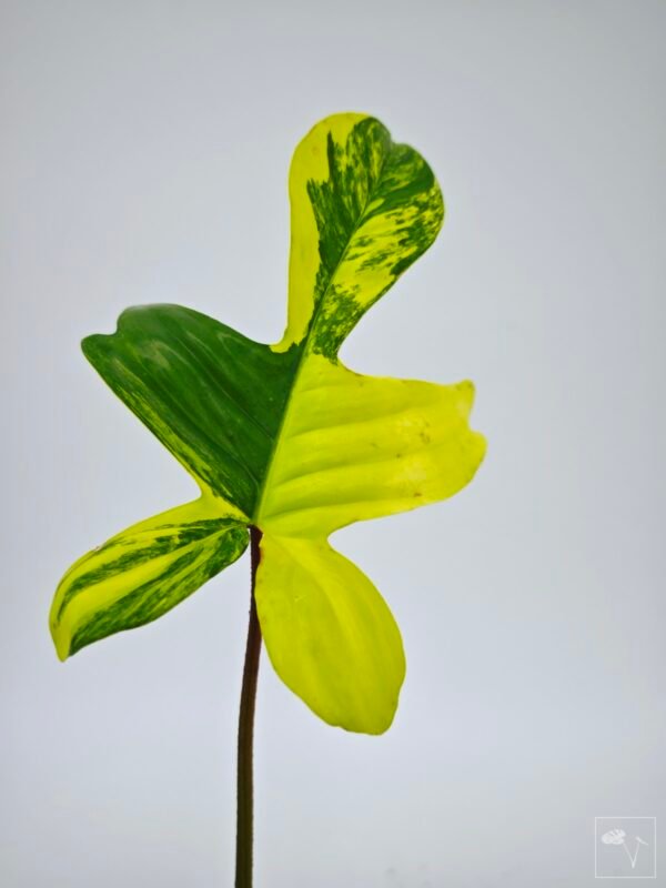 Philodendron Florida Beauty Variegata 12 - Imagen 2
