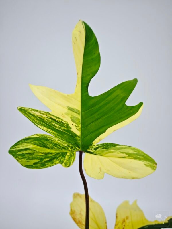 Philodendron Florida Beauty Variegata 12 - Imagen 3