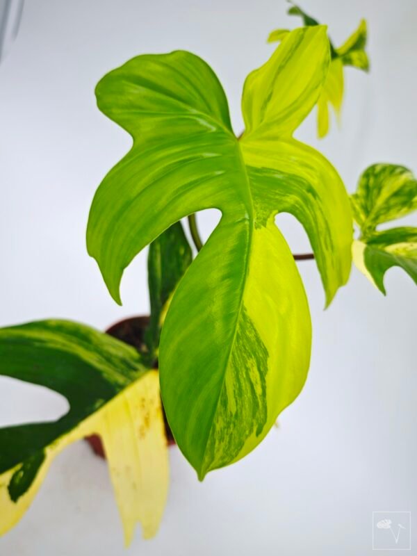 Philodendron Florida Beauty Variegata 12 - Imagen 4