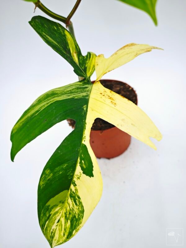 Philodendron Florida Beauty Variegata 12