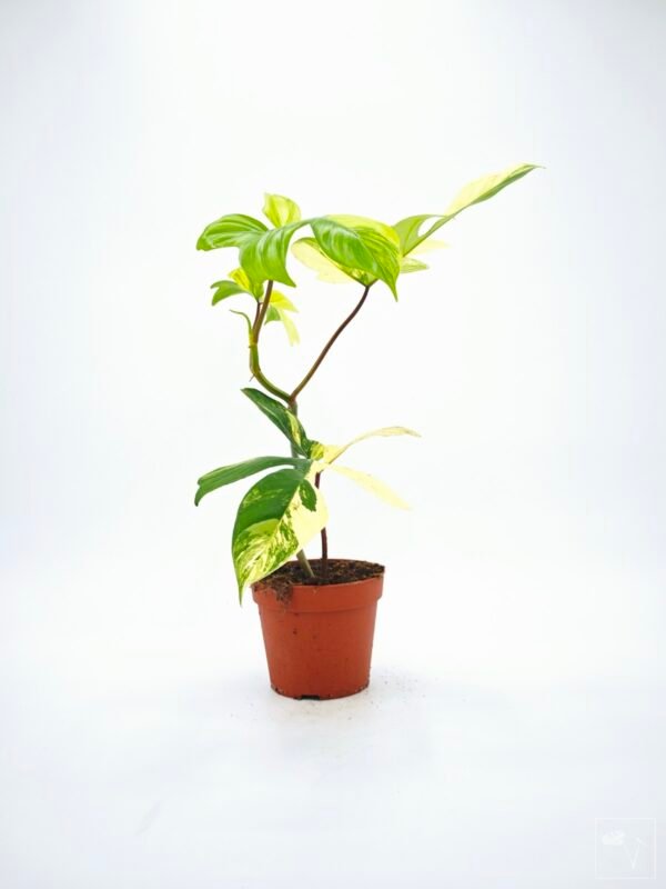 Philodendron Florida Beauty Variegata 12 - Imagen 6