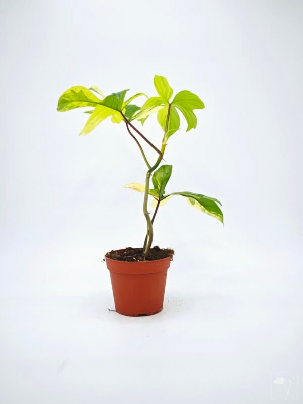 Philodendron Florida Beauty Variegata 12 - Imagen 7