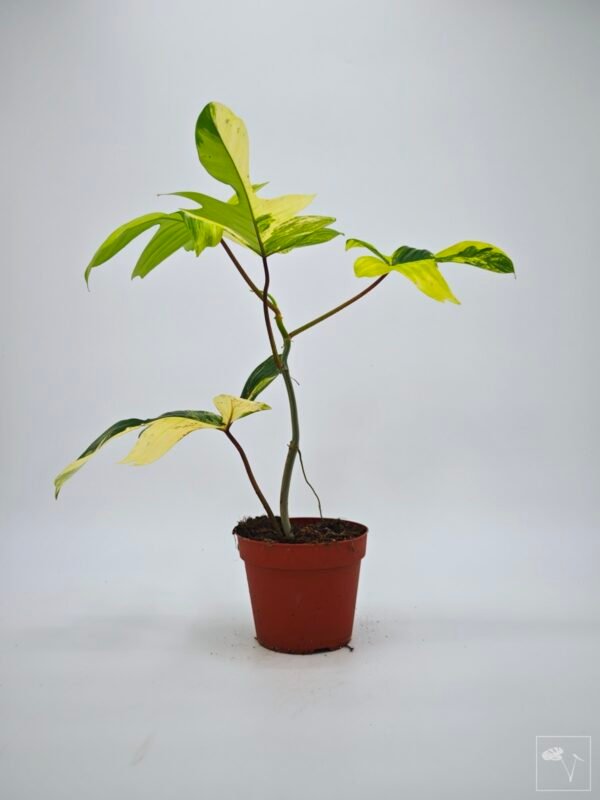 Philodendron Florida Beauty Variegata 12 - Imagen 8