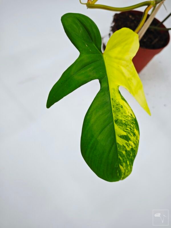 Philodendron Florida Beauty Variegata 13 - Imagen 2