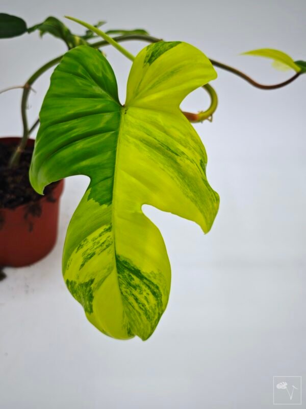 Philodendron Florida Beauty Variegata 13 - Imagen 3