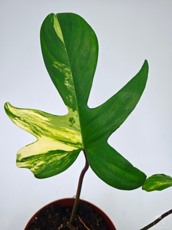 Philodendron Florida Beauty Variegata 13