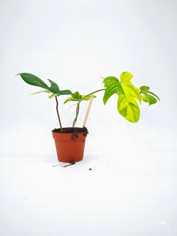 Philodendron Florida Beauty Variegata 13 - Imagen 5