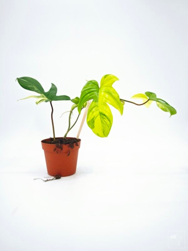 Philodendron Florida Beauty Variegata 13 - Imagen 6