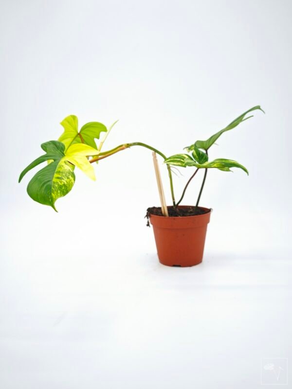 Philodendron Florida Beauty Variegata 13 - Imagen 7