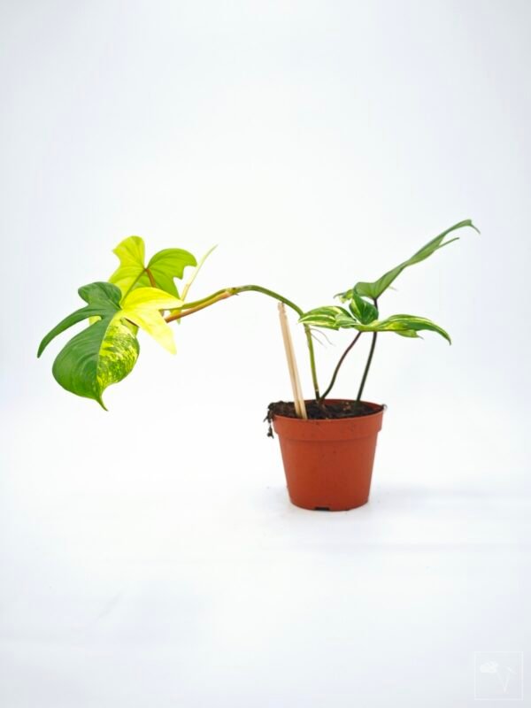 Philodendron Florida Beauty Variegata 13 - Imagen 8