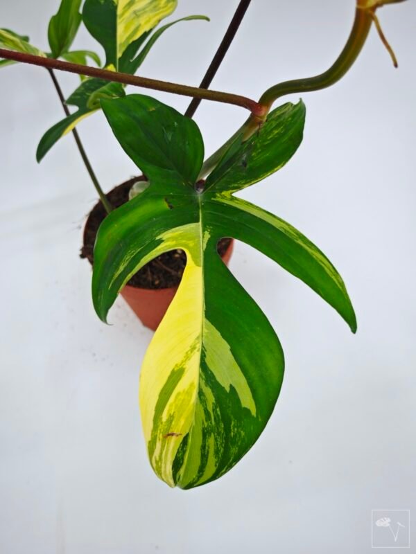 Philodendron Florida Beauty Variegata 14 - Imagen 2