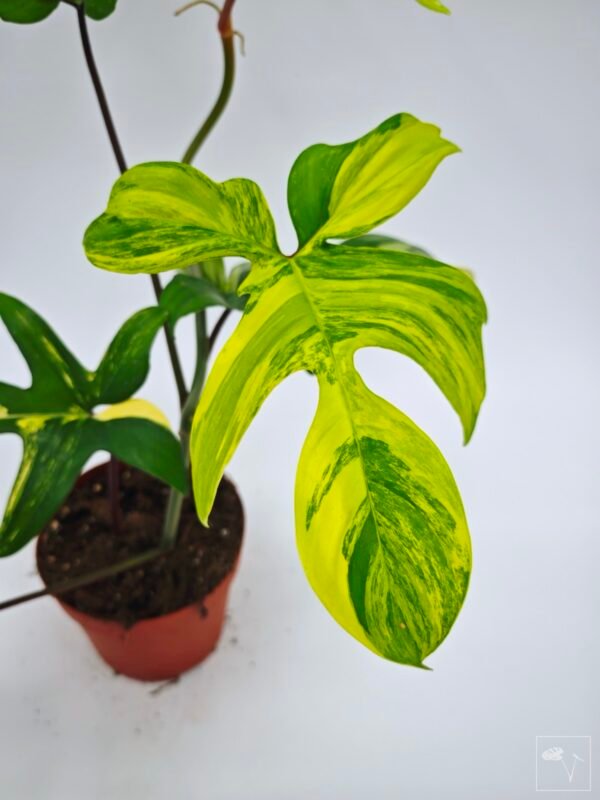 Philodendron Florida Beauty Variegata 14 - Imagen 3