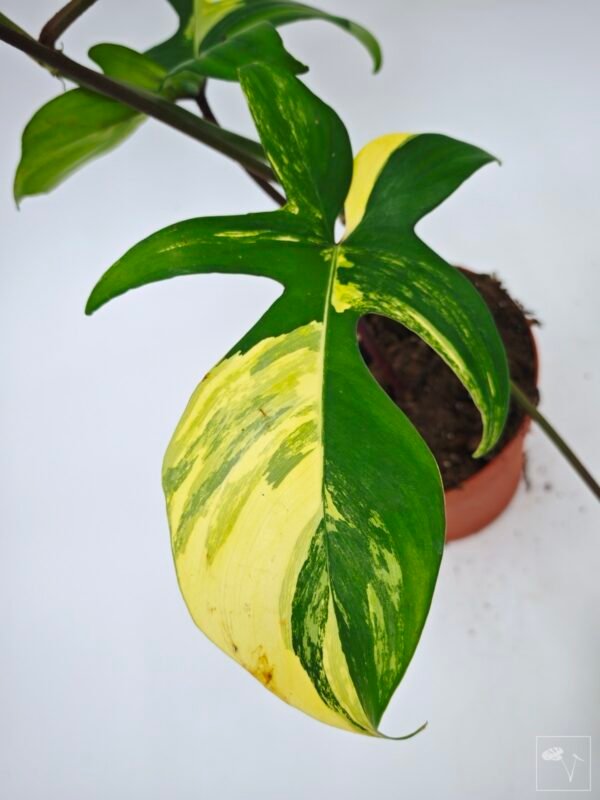 Philodendron Florida Beauty Variegata 14