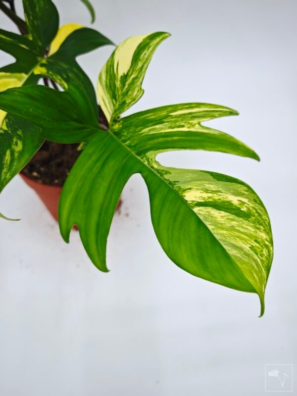 Philodendron Florida Beauty Variegata 14 - Imagen 5