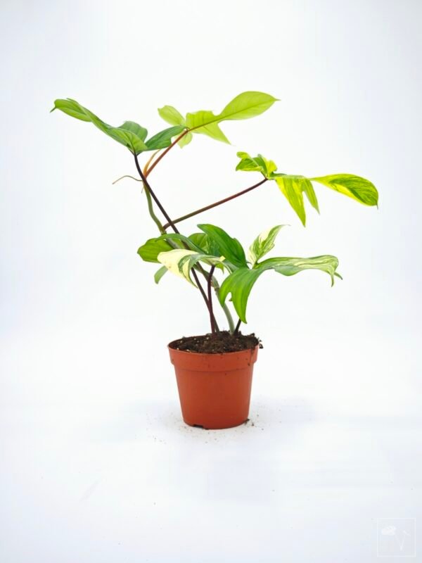 Philodendron Florida Beauty Variegata 14 - Imagen 6