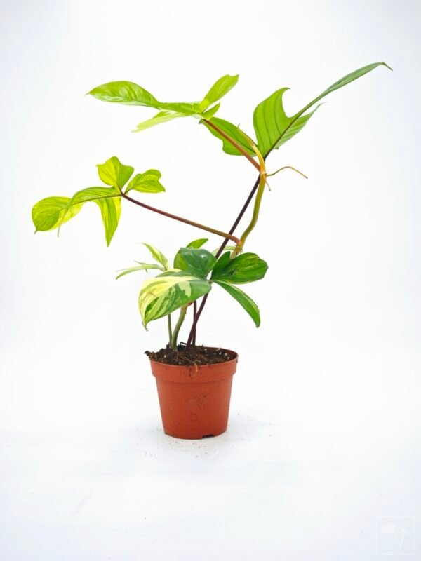 Philodendron Florida Beauty Variegata 14 - Imagen 7
