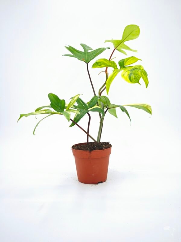 Philodendron Florida Beauty Variegata 14 - Imagen 8