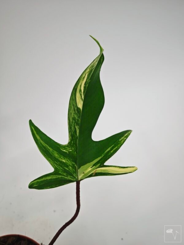 Philodendron Florida Beauty Variegata 15 - Imagen 2