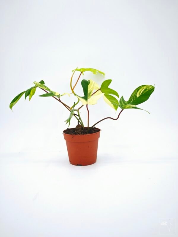 Philodendron Florida Beauty Variegata 15 - Imagen 3