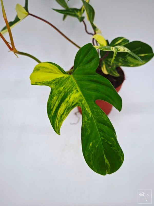 Philodendron Florida Beauty Variegata 15 - Imagen 4