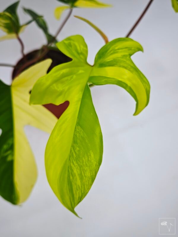 Philodendron Florida Beauty Variegata 15 - Imagen 5