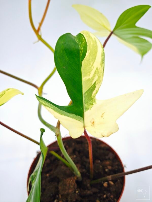 Philodendron Florida Beauty Variegata 15 - Imagen 6