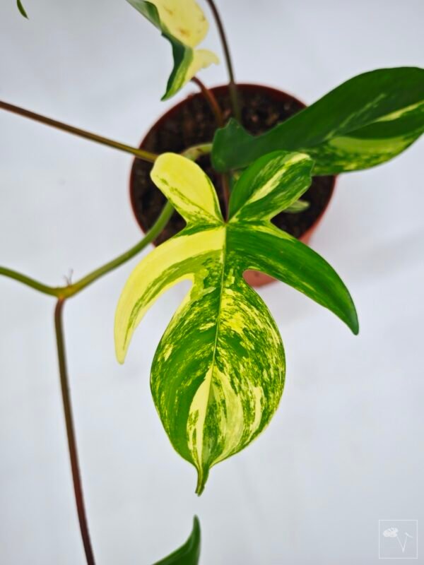 Philodendron Florida Beauty Variegata 15