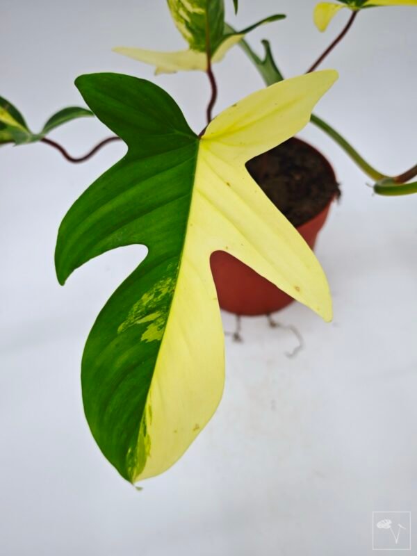 Philodendron Florida Beauty Variegata 15 - Imagen 8