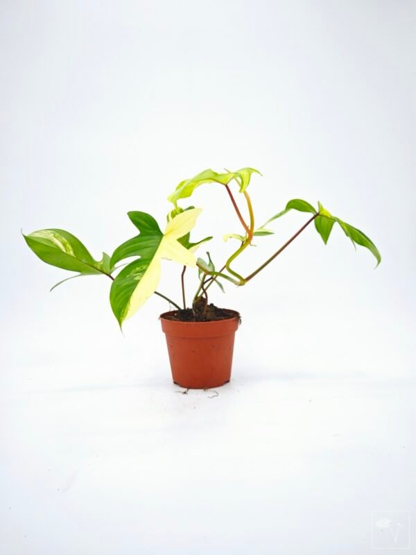 Philodendron Florida Beauty Variegata 15 - Imagen 9