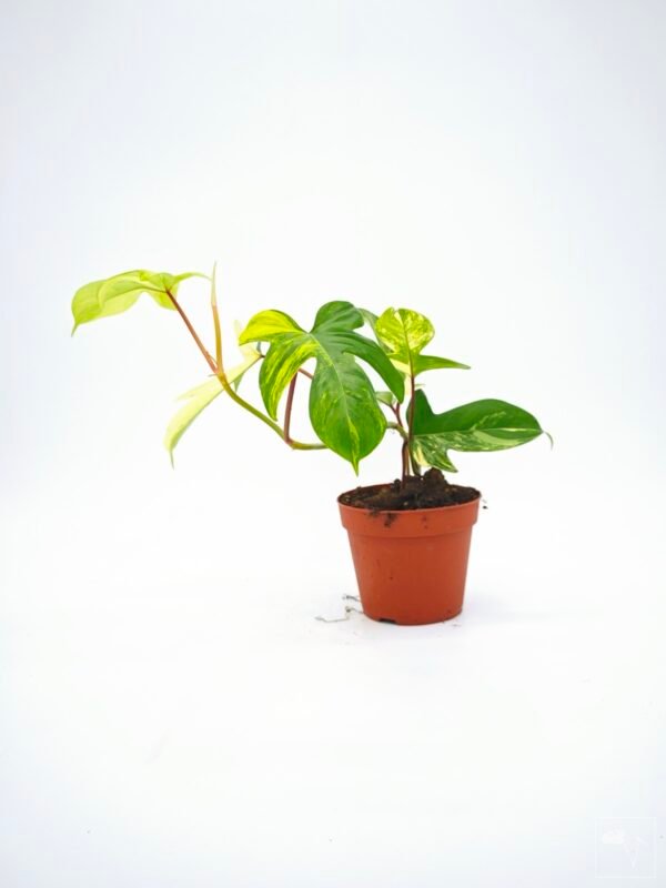 Philodendron Florida Beauty Variegata 15 - Imagen 10
