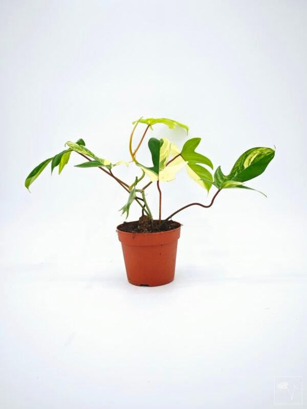 Philodendron Florida Beauty Variegata 15 - Imagen 11