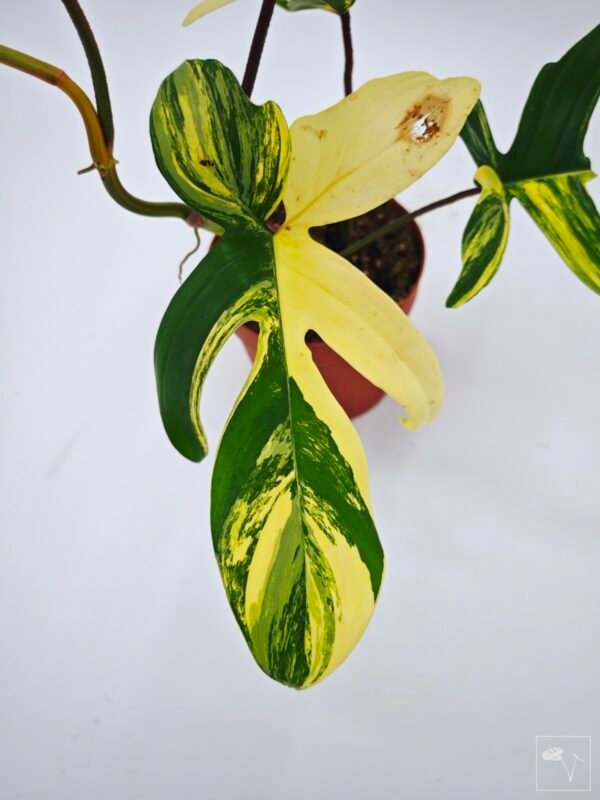 Philodendron Florida Beauty Variegata 16