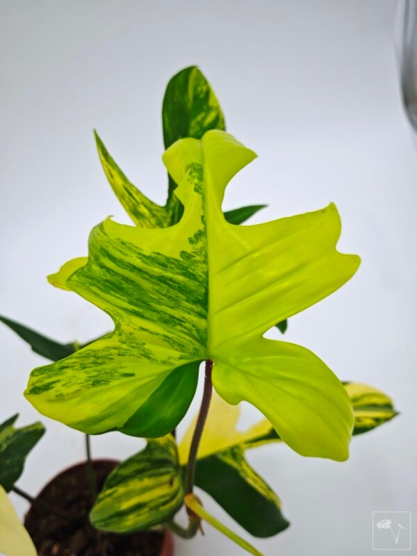 Philodendron Florida Beauty Variegata 16 - Imagen 3