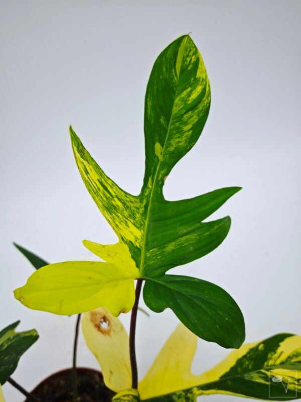 Philodendron Florida Beauty Variegata 16 - Imagen 4