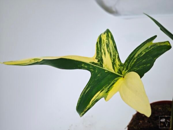 Philodendron Florida Beauty Variegata 16 - Imagen 5