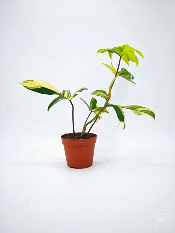 Philodendron Florida Beauty Variegata 16 - Imagen 6