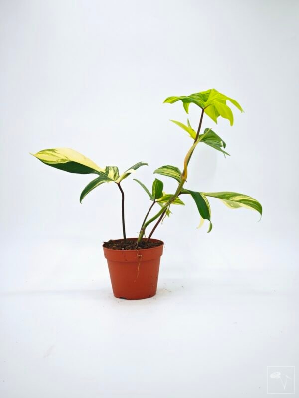 Philodendron Florida Beauty Variegata 16 - Imagen 7