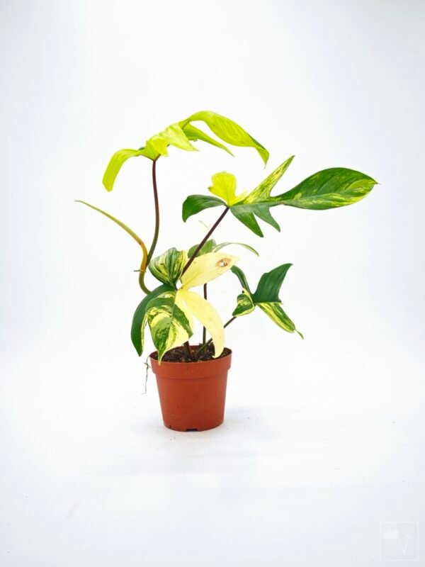 Philodendron Florida Beauty Variegata 16 - Imagen 8