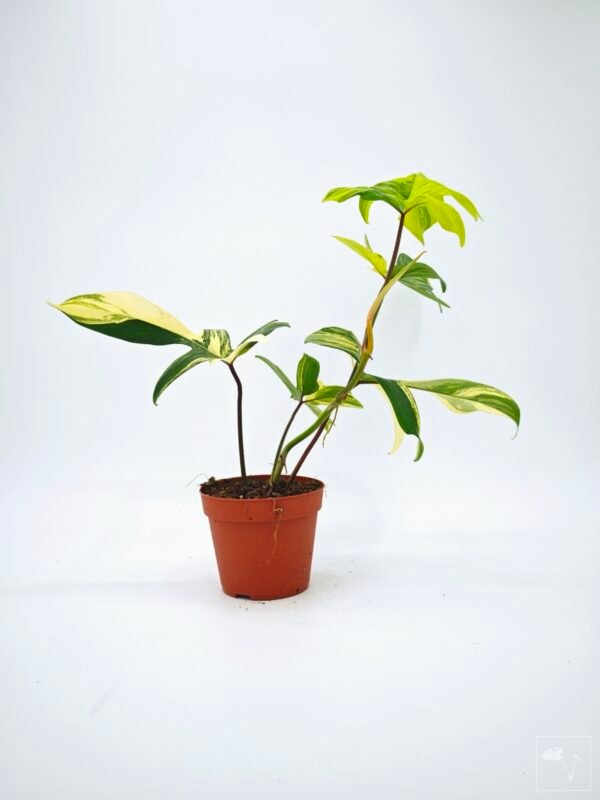 Philodendron Florida Beauty Variegata 16 - Imagen 9