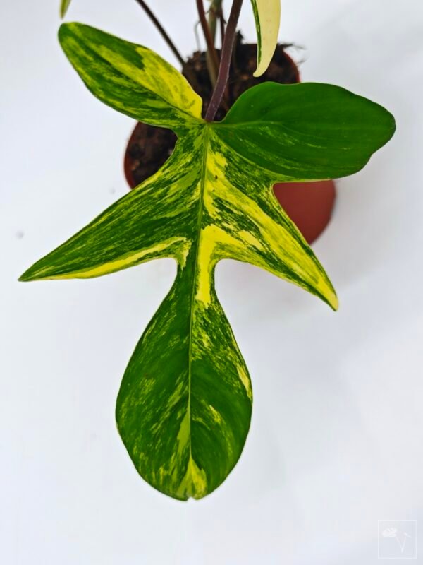 Philodendron Florida Beauty Variegata 2