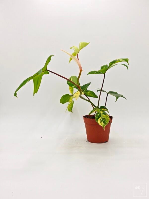 Philodendron Florida Beauty Variegata 2 - Imagen 3