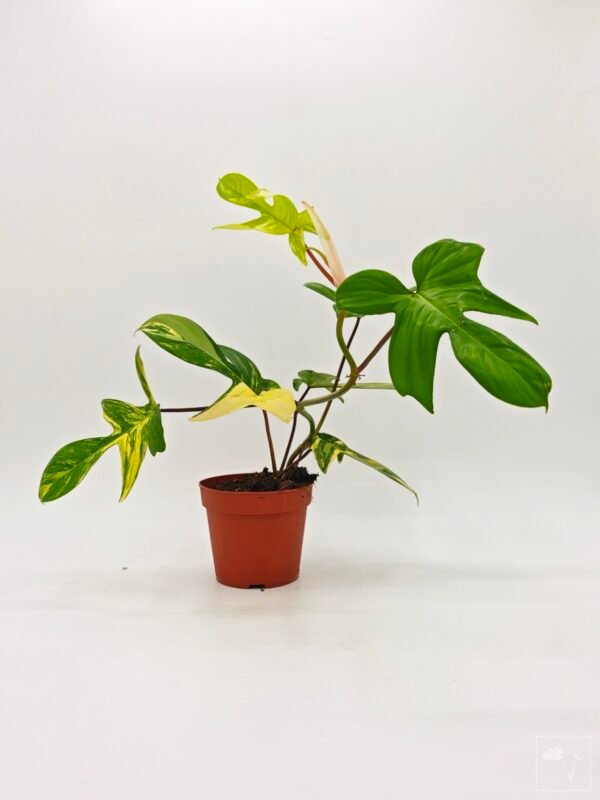 Philodendron Florida Beauty Variegata 2 - Imagen 4