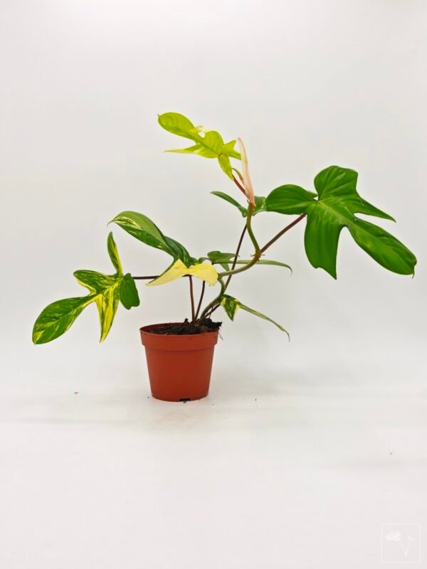Philodendron Florida Beauty Variegata 2 - Imagen 5